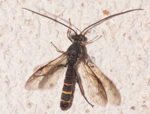 Metopius sp.